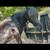 Gelding 2 thumbnail