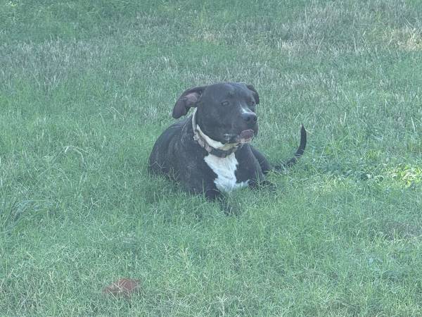 Brindle pit bull found (Yukon)63670608641153120