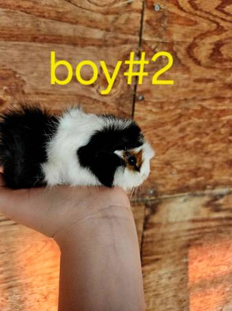 Sweet tame, baby Guinea pigs (Visalia)63873028291457121
