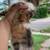 Calico house k1tty 4 thumbnail