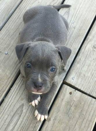 Pitbull Rehoming 1