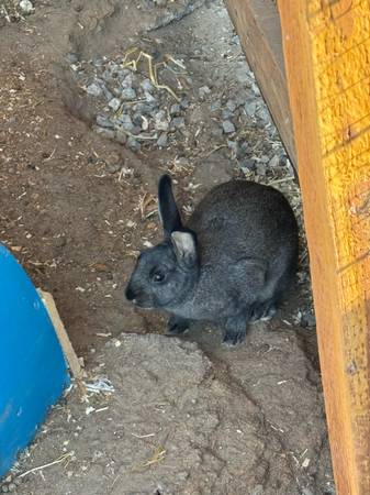 Rabbit 1