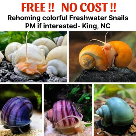 FREE!! Rehoming Snails 1