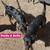 Fixed Aussie/Heeler Mix Pups 1 thumbnail