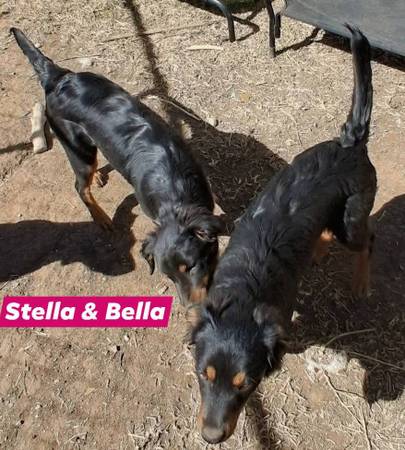 Fixed Aussie/Heeler Mix Pups 1