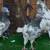 Pigeons 3 thumbnail