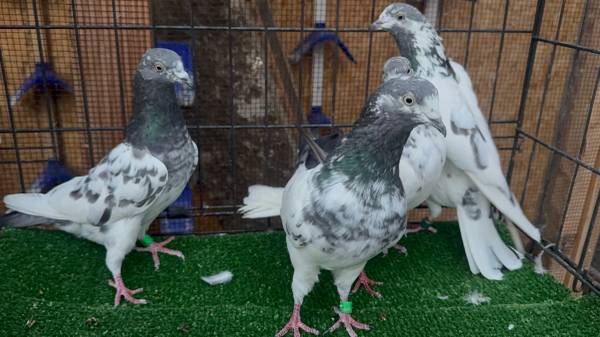 Pigeons (Glenview)550684870805432322