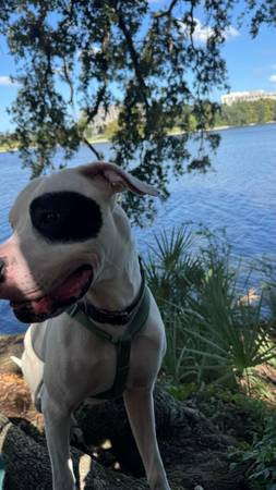 2 year old dog rehoming 1
