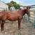 Horses 1 thumbnail