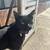 Lost Grandcat Madison and 36th 4 thumbnail