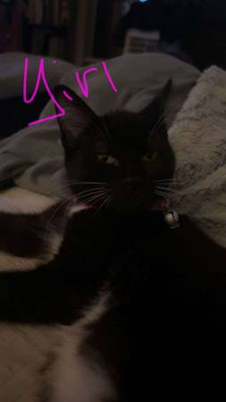 3 kittens in need of homes (Spanaway)63688936022659121
