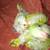 Quaker Parrot Chicks 3 thumbnail