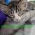 8, 9, 14 week old kittens $20 7 thumbnail