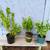 Plants 6 thumbnail