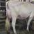 Registered Bull 2 thumbnail