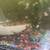 Blue Shrimp, Cherry, or Red Rili for sale.or trade 3 thumbnail