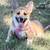 Pembroke Corgi 2 thumbnail