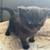 Scotish Fold Kittens 5 thumbnail