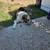 Australian Shepherd/Pitbull mix 3 thumbnail