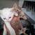 Kittens 1 thumbnail