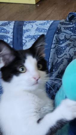 Snowshoe  and tuxedo kitten sisters female spayed 6 months old - FREE (Agoura Hills)63686109256963122