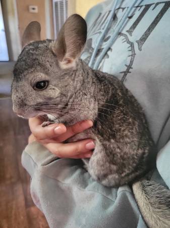 Pair of Chinchillas (Arcadia)63670625676163124
