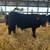4H show Cattle 2 thumbnail