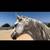 Horse-15.0 hands-9 years old 1 thumbnail