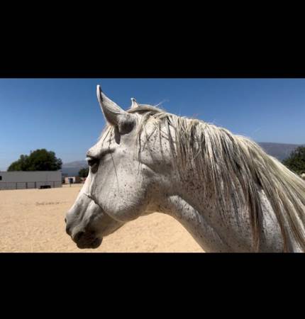 Horse-15.0 hands-9 years old 1