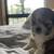 Special Needs Shih Tzu Puppy 7 thumbnail