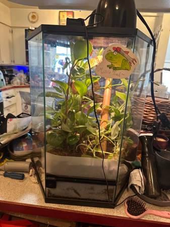 Amazon milk tree frog 1
