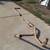 OEM 81-91 K5 blazer exaust y-pipe cat tail pipe 2 thumbnail