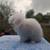 Teddywidder bunny 9 thumbnail
