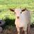 Nigerian dwarf goats 1 thumbnail