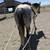 quarter horse gelding 5 thumbnail