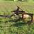 Large 2 Bottom Plow pull type 2 thumbnail