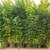 Gracilis Bamboo ~ Premier Clumping Bamboo for Privacy 2 thumbnail
