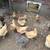 rehoming 16 laying hens & 3 ducks 1 thumbnail