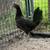 Gamefowl 2 thumbnail