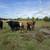 Cattle Herd 6 thumbnail