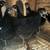 Young Midnight Majesty MARANS Pullets 5 thumbnail