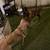 Belgian Malinois 6 thumbnail