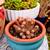 So Many Pretty Plants, starting at $5 12 thumbnail