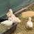 White Mandarin Duck Pair 1 thumbnail