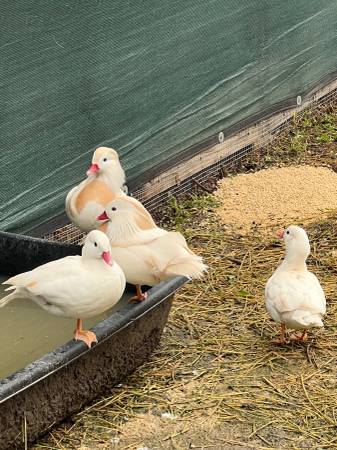 White Mandarin Duck Pair 1