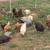 LAYING HENS CHICKENS HEN CHICKEN LAYING 2 thumbnail