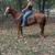 Gentle Broke to Ride Quarter Horse Gelding - Quigly 1 thumbnail