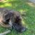 Pup 6 thumbnail