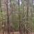 Up to 2 acres avail-Neches River/Davy Crockett Natl Pk/Mission Tejas 7 thumbnail
