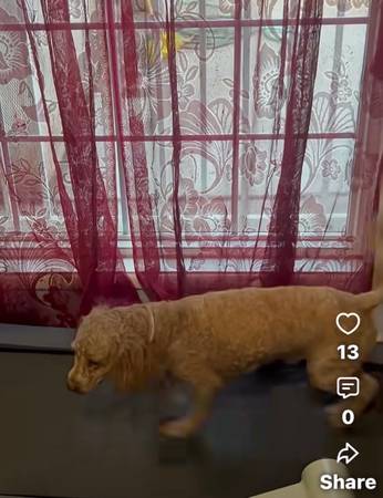 Poodle gratis (este de San José)
